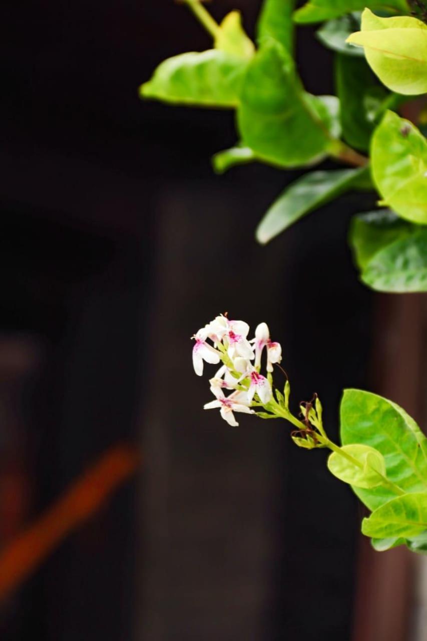 Suites E Cafe Recanto Da Arvore Arraial do Cabo Exterior foto